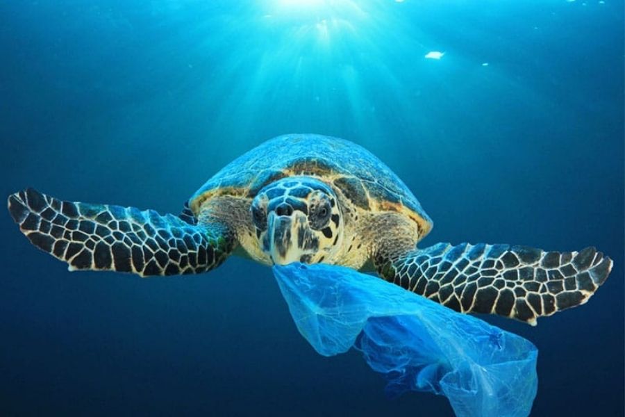 700 species of marine animals are in danger of extinction due to plastic