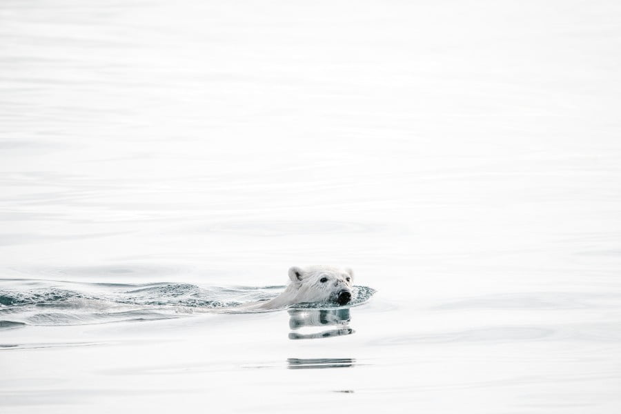 Polar bears are swimmers