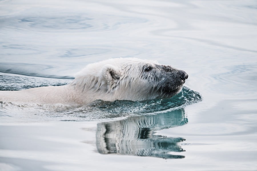 Nostrils of Polar bears