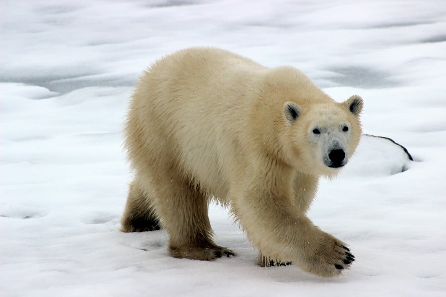In a zoological garden in Berlin, a polar bear cub was born