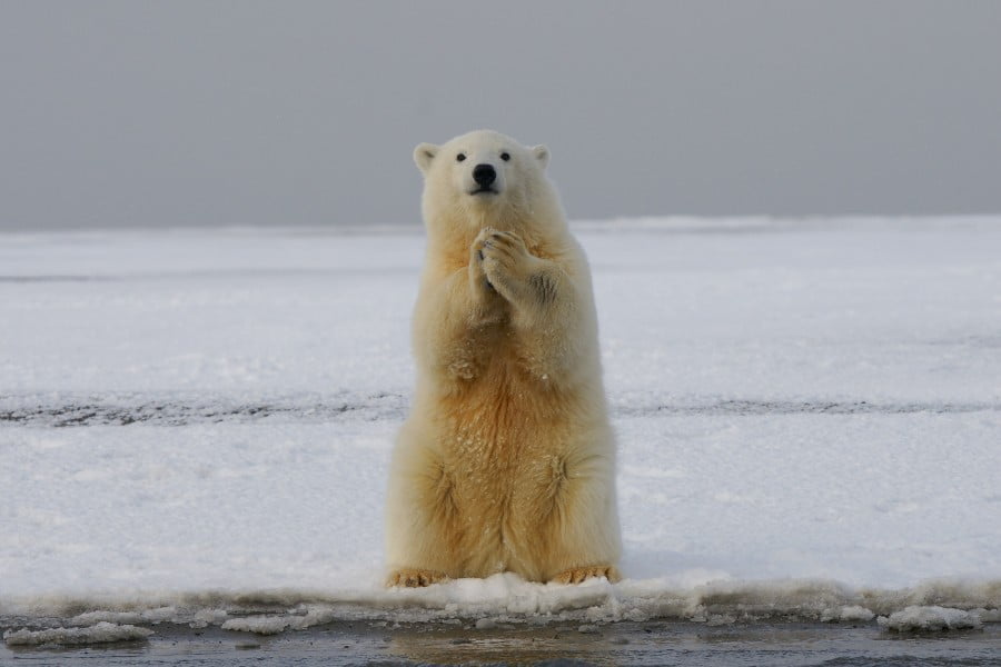 Polar bears can turn green in captivity