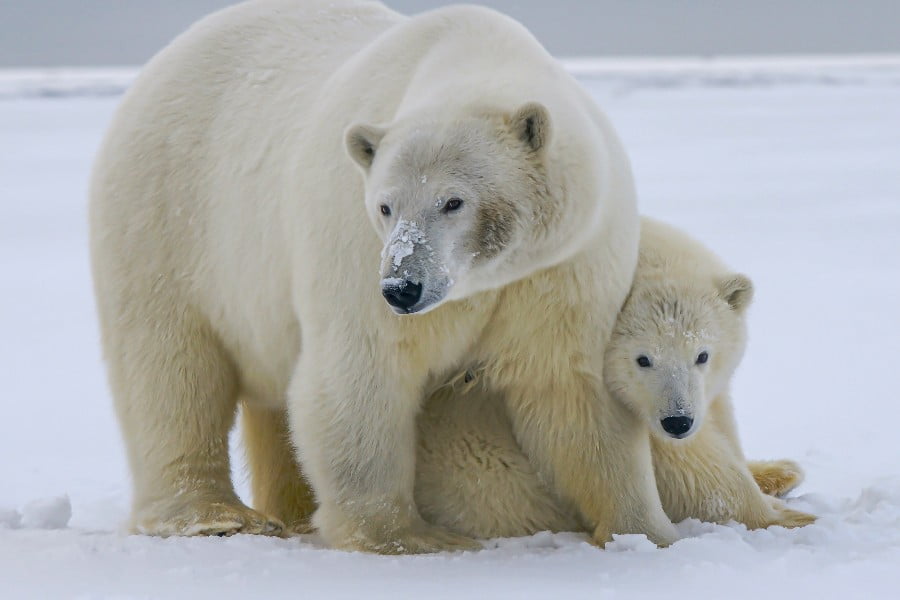 Polar bears get hot