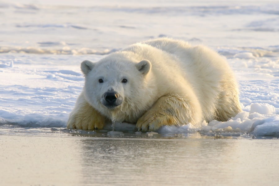 Polar bears travel far to find their dinner