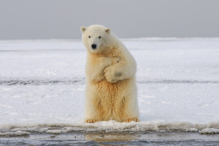 Polar bears spend lots of time fasting