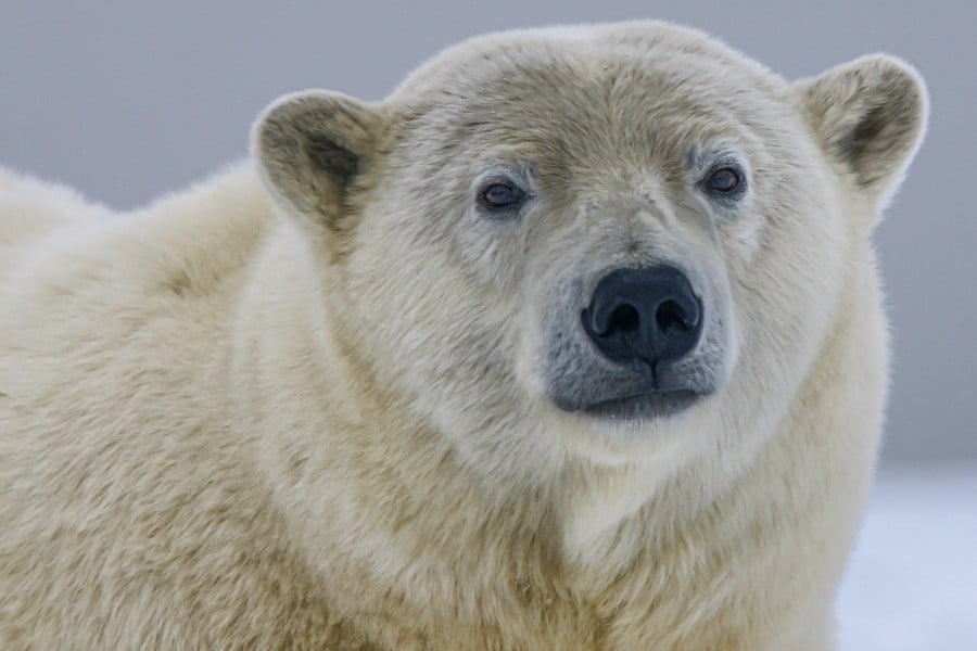 Polar bears are picky eaters