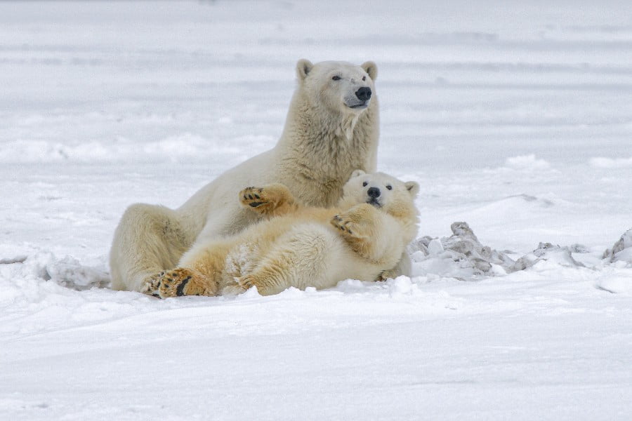 In the first few months polar bears grow very rapidly