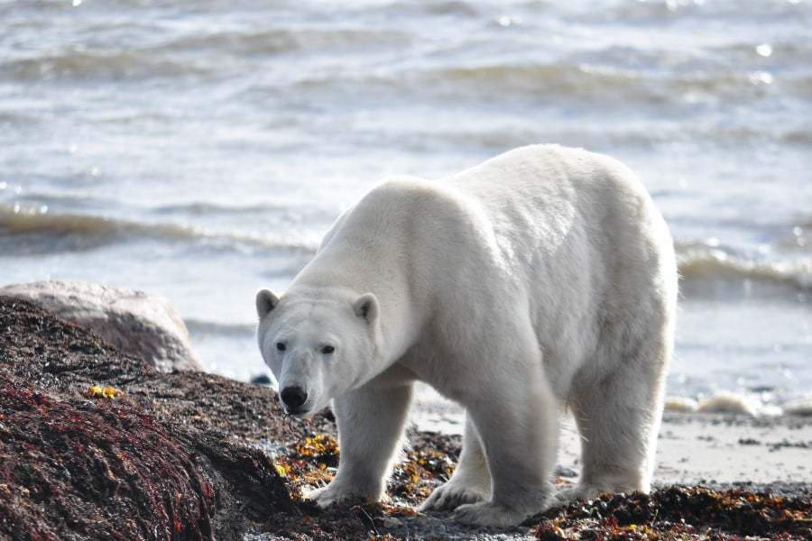 Polar bear is the largest carnivore on the earth