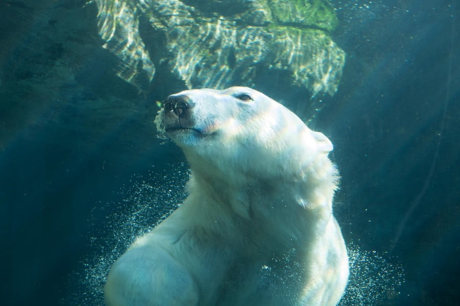 Polar bears are marine mammals