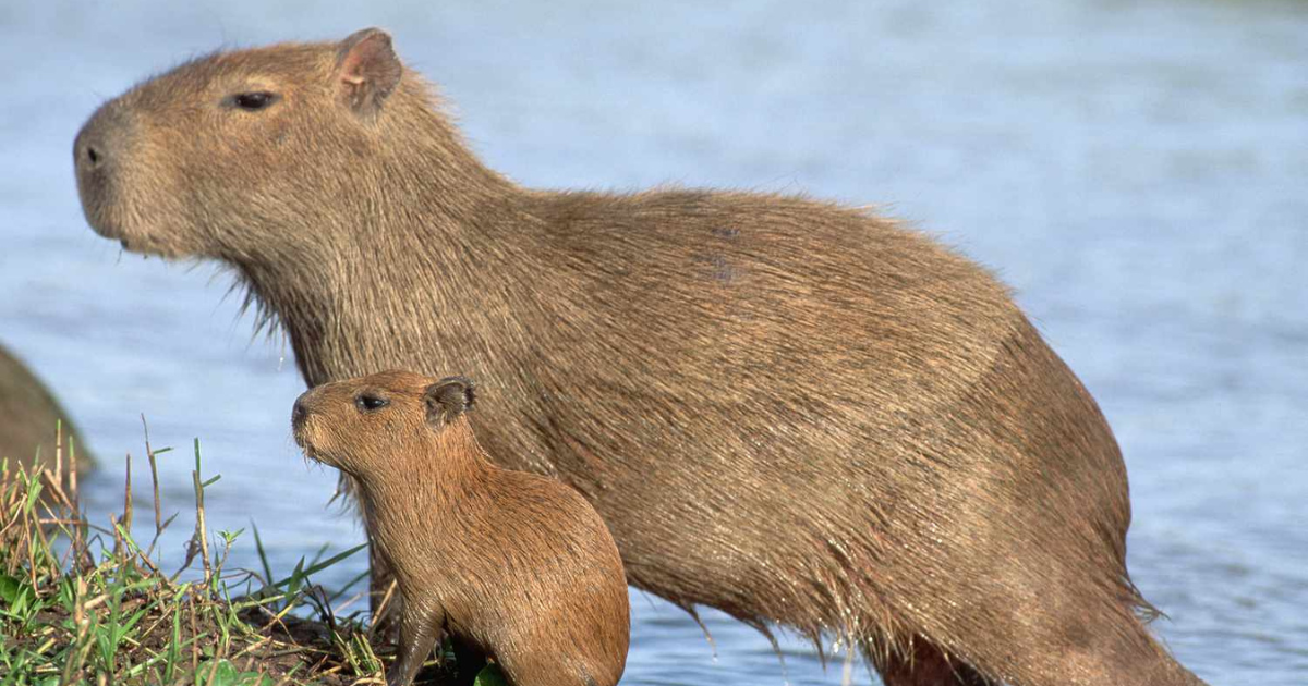 20 Facts about Capybaras - Find Crazy Facts